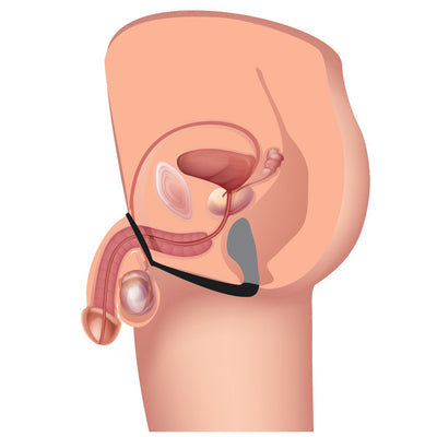Explorer II Prostate Stimulator and Cock Ring prostate-stimulator from Prostatic Play